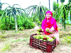 ড্রাগন চাষ চম্পা বেগমের সাফল্য