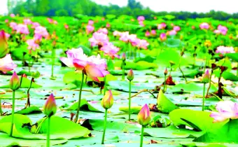 পদ্মবিলের রূপমাধুরী