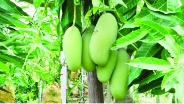 গাছে গাছে বারোমাসি আম
