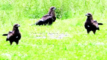 চিলরাজ্য চিলপাড়া