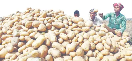 রংপুরে কমতে শুরু করেছে আলুর  দাম
