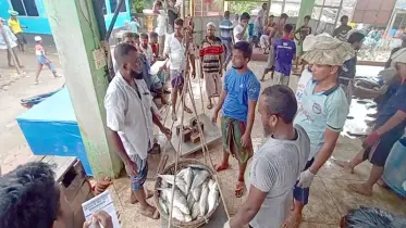 ৪৩-৪৪ কেজিতে মণ, ছয় দিনে হাতিয়ে নেয়া হয়েছে ১০০০ মণ ইলিশ