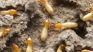 ব্যাংকের লকারে রাখা ১৮ লাখ টাকা খেল উইপোকায়