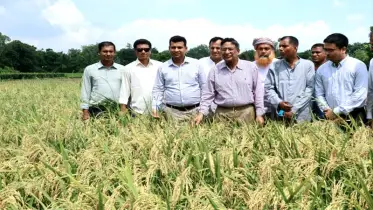 ব্রি৯৮ আউশ ধান খাদ্য নিরাপত্তায় বিরাট ভূমিকা রাখবে