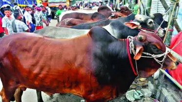 সারাদিনের বৃষ্টিতে দাম কমেছে কোরবানির পশুর