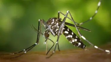 এডিস মশাবাহী ডেঙ্গু জ্বরে হাসপাতালে ভর্তি ২৮২৩, মৃত্যু ১২