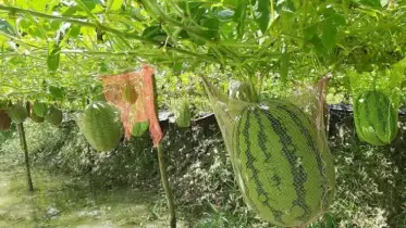 বাঁধের পতিত বাড়ছে অমৌসুমী তরমুজ চাষ 