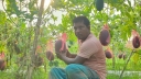 অসময়ে গাছে গাছে ঝুলছে গাঁড় সবুজ রঙের তরমুজ