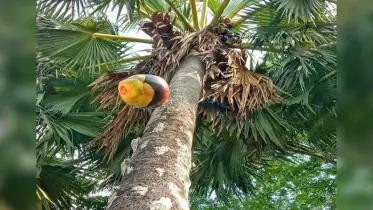 মাথায় তাল পড়ে শিশুর মৃত্যু