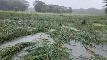 ঘূর্ণিঝড় মিধিলির প্রভাবে পানির নিচে ধান, কৃষকের মাথায় হাত!