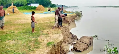 কুষ্টিয়ায় পদ্মার  তীব্র ভাঙনে