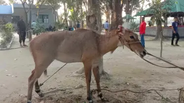 দূর থেকে নীলগাই দেখছে উৎসুক মানুষেরা