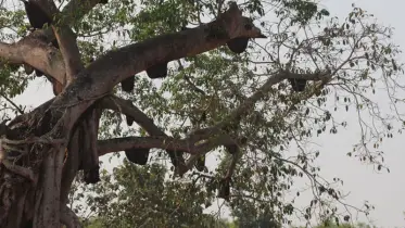 মোবাইল কিনে না দেয়ায় গাছে উঠে লাফ দেয়ার হুমকি