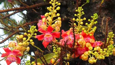 সিডনিতে বসন্ত উৎসব রবিবার