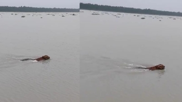 নদীতে বাঘের সাঁতার দেখলেন দর্শনার্থীরা