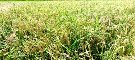 চুয়াডাঙ্গায় ব্রি ধান-৯৮  চাষে বাম্পার ফলন