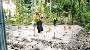 বৃদ্ধের বসতঘর লুট করে নিয়ে ভিটায় বৃক্ষরোপণ
