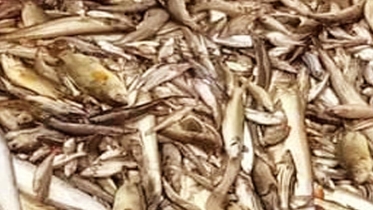 চলনবিলে নিষিদ্ধ চায়না বাদাই জালে অবাধে পোনা মাছ শিকার