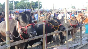 শরীয়তপুরে বাড়ছে গরুর সরবরাহ, হাটে নেই ক্রেতা 