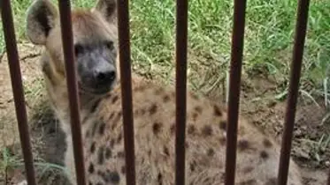 জাতীয় চিড়িয়াখানায় হায়েনার কামড়ে শিশুর হাত বিচ্ছিন্ন