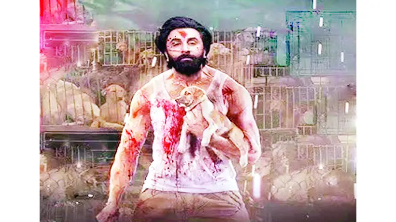 ‘অ্যানিমেল’ ৪৮ স্ক্রিনে ‘অ্যানিমেল’ ৪৮ স্ক্রিনে