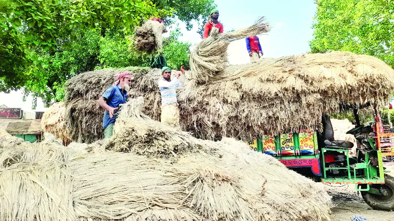 পাটের দামে হতাশ কৃষক পাটের দামে হতাশ কৃষক