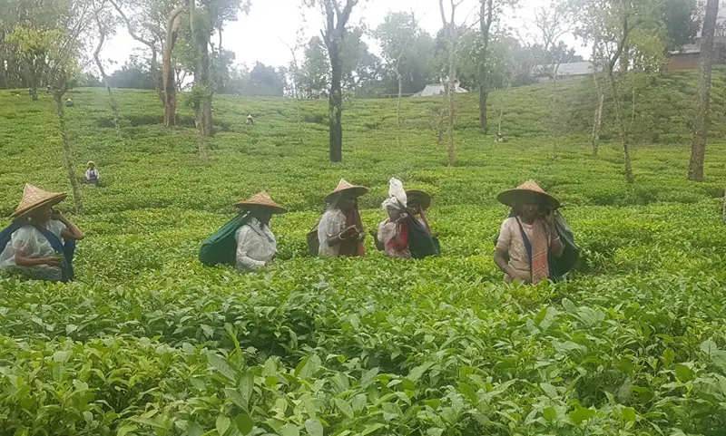 প্রথমবারের মতো প্রদান করা হচ্ছে ‘জাতীয় চা পুরস্কার’