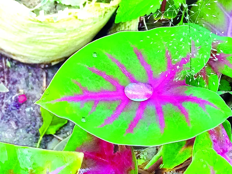 বায়ান্ন বাজার তপ্পিান্ন গলি বায়ান্ন বাজার তপ্পিান্ন গলি