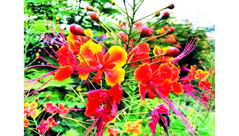 রাস্তার ধারে গাঢ় রঙিন ফুল, অপরূপ সৌন্দর্যে চোখ আটকে যায় রাস্তার ধারে গাঢ় রঙিন ফুল, অপরূপ সৌন্দর্যে চোখ আটকে যায়