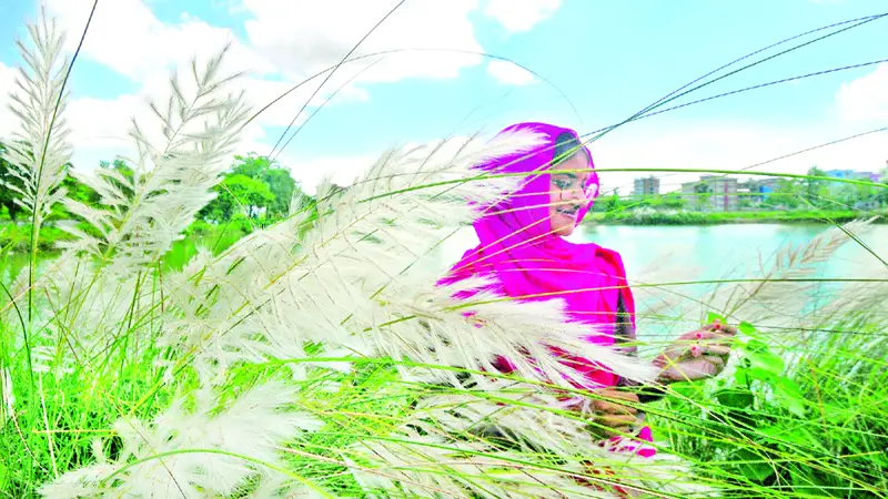 শরতের কাশফুল থাকছে হেমন্ত শীত বসন্তেও শরতের কাশফুল থাকছে হেমন্ত শীত বসন্তেও