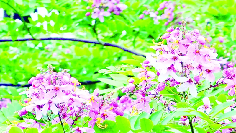 গোলাপি রঙের ফুল, খাড়া থোকা গোলাপি রঙের ফুল, খাড়া থোকা