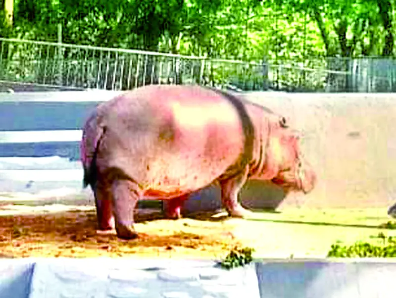 চট্টগ্রাম চিড়িয়াখানায় এলো নতুন অতিথি জলহস্তী চট্টগ্রাম চিড়িয়াখানায় এলো নতুন অতিথি জলহস্তী