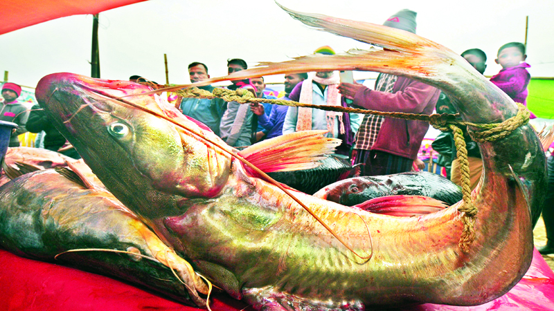চারশ’ বছরের ঐতিহ্য ৪০ কেজির মাছ, মৎস্য আকৃতির মিষ্টি