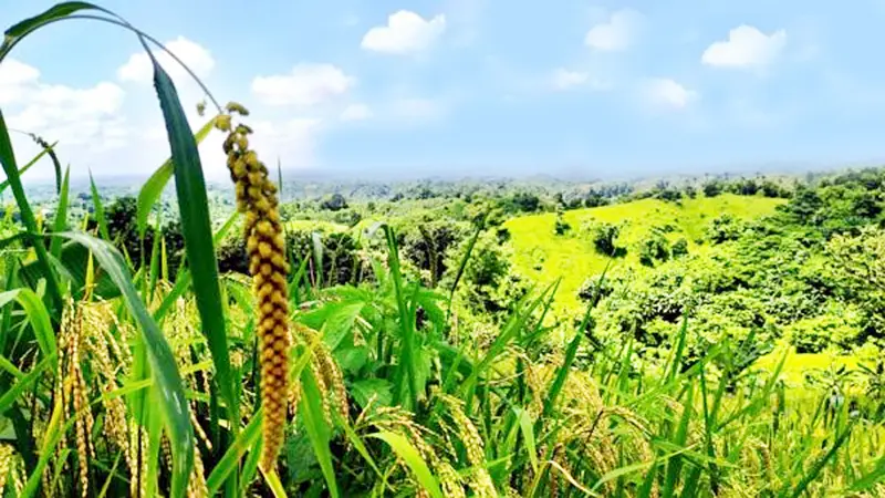 পাহাড়ে জুম কৃষি ॥ অজানা কথা পাহাড়ে জুম কৃষি ॥ অজানা কথা