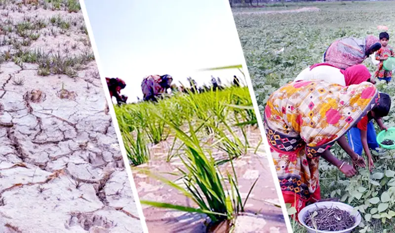 জলবায়ু পরিবর্তন লবণাক্ততা ও খাদ্য নিরাপত্তা জলবায়ু পরিবর্তন লবণাক্ততা ও খাদ্য নিরাপত্তা