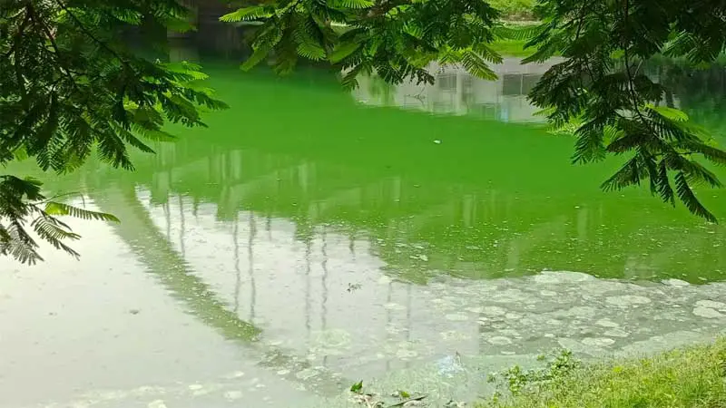 এডিস মশার লার্ভার আবাসস্থল রাজধানীর বনানী লেক