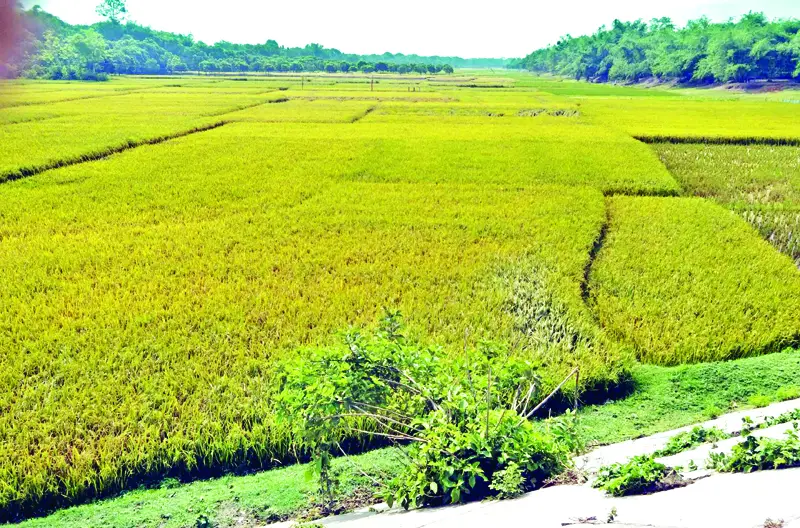 নদীর বুকে চাষাবাদ