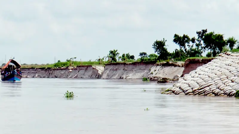 তীব্র ভাঙনে দিশেহারা পদ্মা তীরবাসী তীব্র ভাঙনে দিশেহারা পদ্মা তীরবাসী