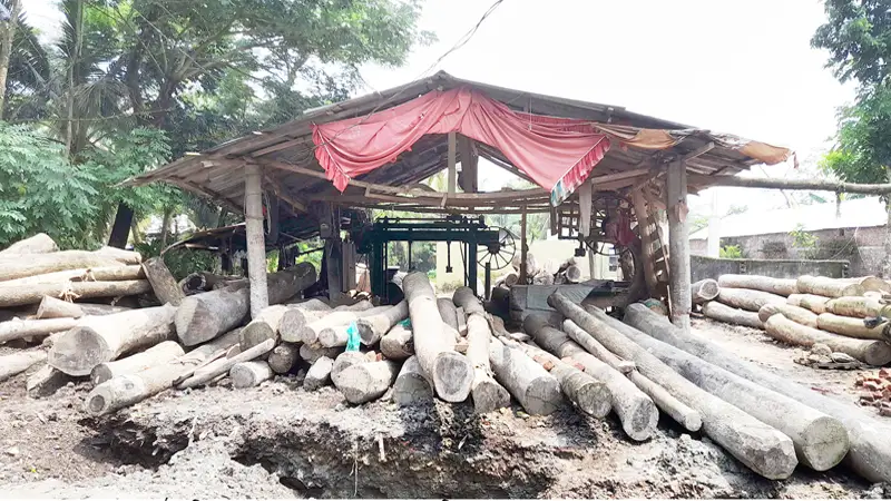 অনুমোদনহীন করাত কলের ছড়াছড়ি অনুমোদনহীন করাত কলের ছড়াছড়ি