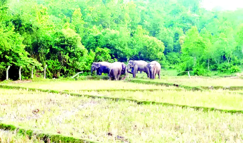 বন্যহাতির তাণ্ডবে অতিষ্ঠ কৃষক বন্যহাতির তাণ্ডবে অতিষ্ঠ কৃষক
