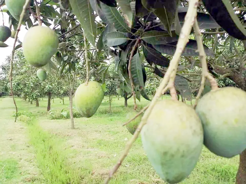 এবার ১০ দিন আগেই বাজারে আসছে হাঁড়িভাঙা আম এবার ১০ দিন আগেই বাজারে আসছে হাঁড়িভাঙা আম