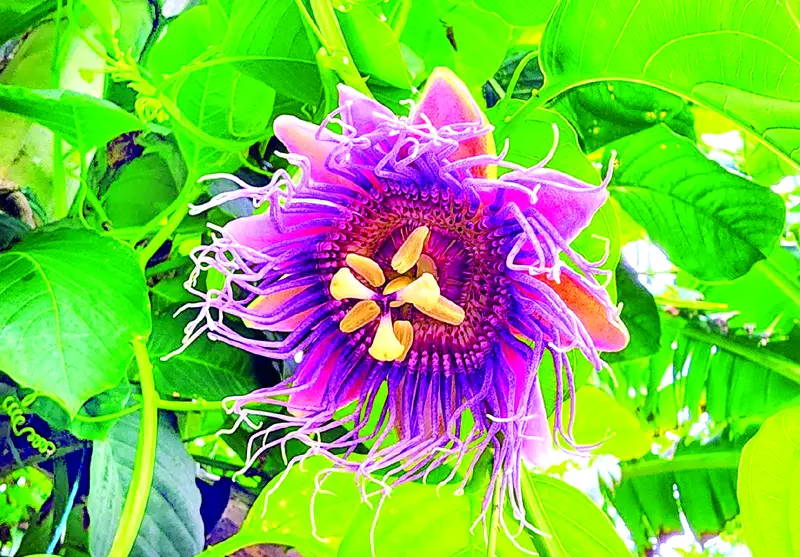 গ্রীষ্মের সবজি সীতালাউ গ্রীষ্মের সবজি সীতালাউ