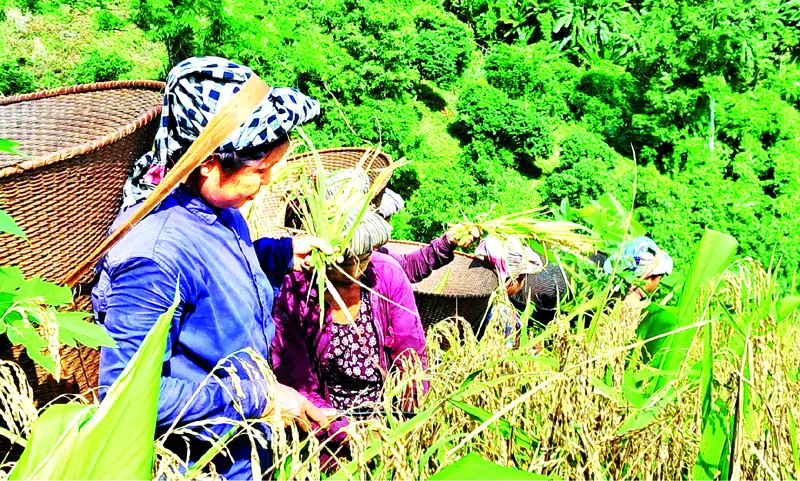 বান্দরবানের পাহাড়ে জুমের ধান তুলতে ব্যস্ত চাষিরা বান্দরবানের পাহাড়ে জুমের ধান তুলতে ব্যস্ত চাষিরা