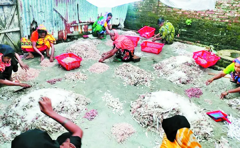 মৎস্য অবতরণ উপকেন্দ্রে নারী শ্রমিকদের কদর বেড়েছে মৎস্য অবতরণ উপকেন্দ্রে নারী শ্রমিকদের কদর বেড়েছে