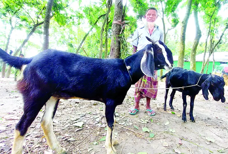 কালো ছাগল উৎপাদনে বিশ্বে তৃতীয় বাংলাদেশ কালো ছাগল উৎপাদনে বিশ্বে তৃতীয় বাংলাদেশ