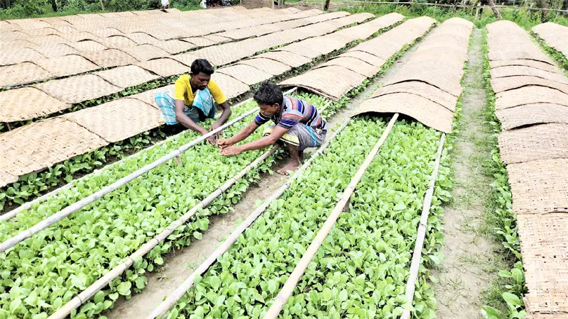 মুন্সীগঞ্জের কপির চারা যাচ্ছে সারাদেশে মুন্সীগঞ্জের কপির চারা যাচ্ছে সারাদেশে