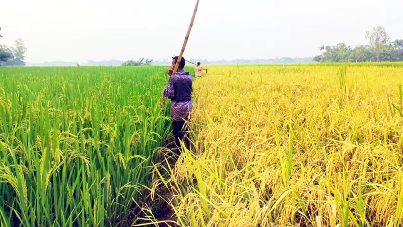 নালিতাবাড়ীতে লক্ষ্যমাত্রার বেশি আমন আবাদ নালিতাবাড়ীতে লক্ষ্যমাত্রার বেশি আমন আবাদ