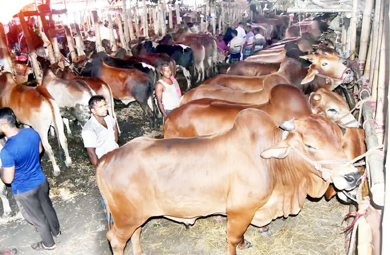 রাজশাহীতে জমজমাট পশুর হাট রাজশাহীতে জমজমাট পশুর হাট