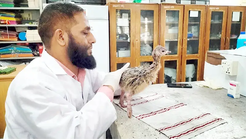ইনকিউবেটরে উটপাখির বাচ্চা ফোটালেন হাবিপ্রবি গবেষকরা ইনকিউবেটরে উটপাখির বাচ্চা ফোটালেন হাবিপ্রবি গবেষকরা