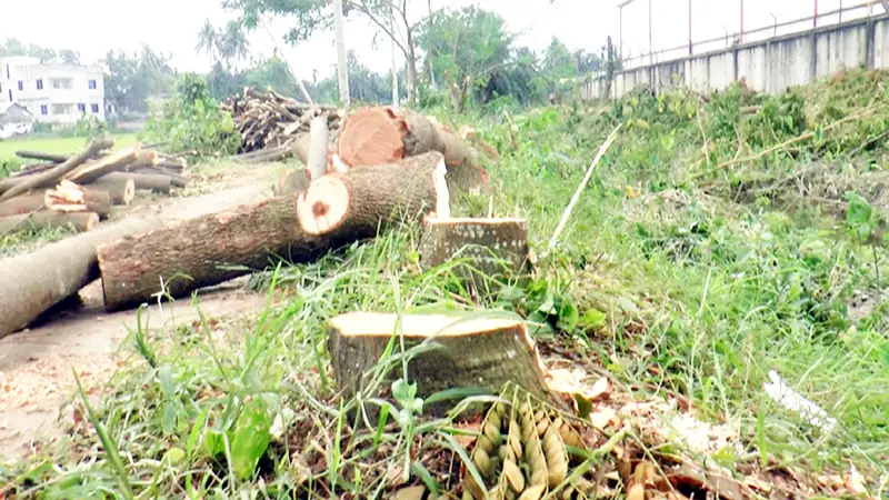 কুষ্টিয়ায় বৃক্ষ নিধন চক্র ধরাছোঁয়ার বাইরে কুষ্টিয়ায় বৃক্ষ নিধন চক্র ধরাছোঁয়ার বাইরে